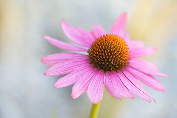 Heilpflanze Sonnenhut – Echinacea