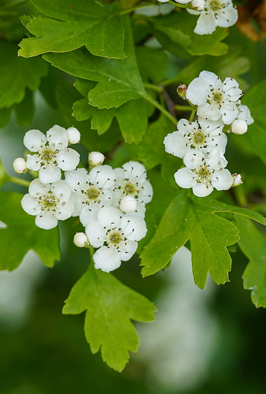 Ast eines Weissdorn-Busches mit Blüten und Blättern